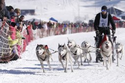 Lenk 2013